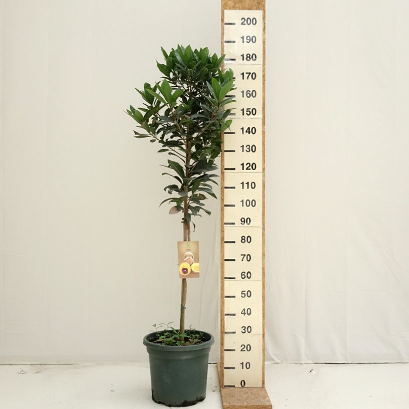 Exemplar von Pouteria obovata - Lucuma Topf mit 20L/25L wie im Sommer geliefert