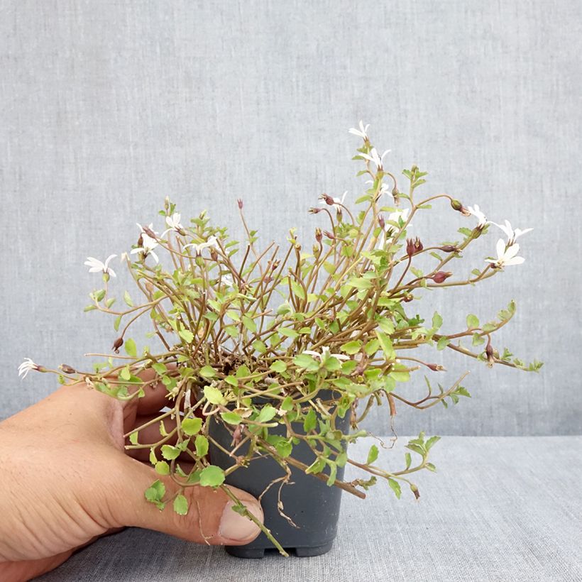 Exemplar von Pratia pedunculata Alba - Teppichlobelie Kleine Töpfe von 8/9 cm wie im Sommer geliefert