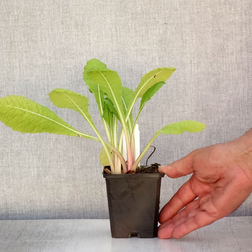 Exemplar von Primula pulverulenta - Primel Kleine Töpfe von 8/9 cm wie im Sommer geliefert