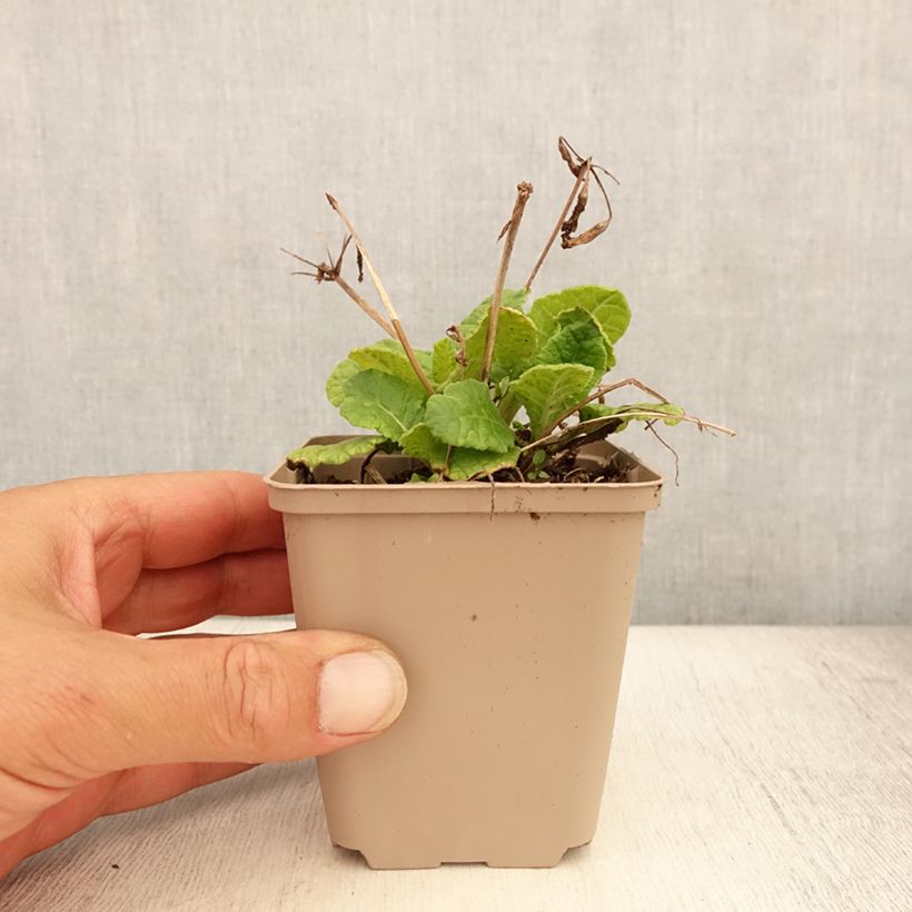 Exemplar von Primula Elizabeth Killelay - Kissenprimel Kleine Töpfe von 8/9 cm wie im Sommer geliefert