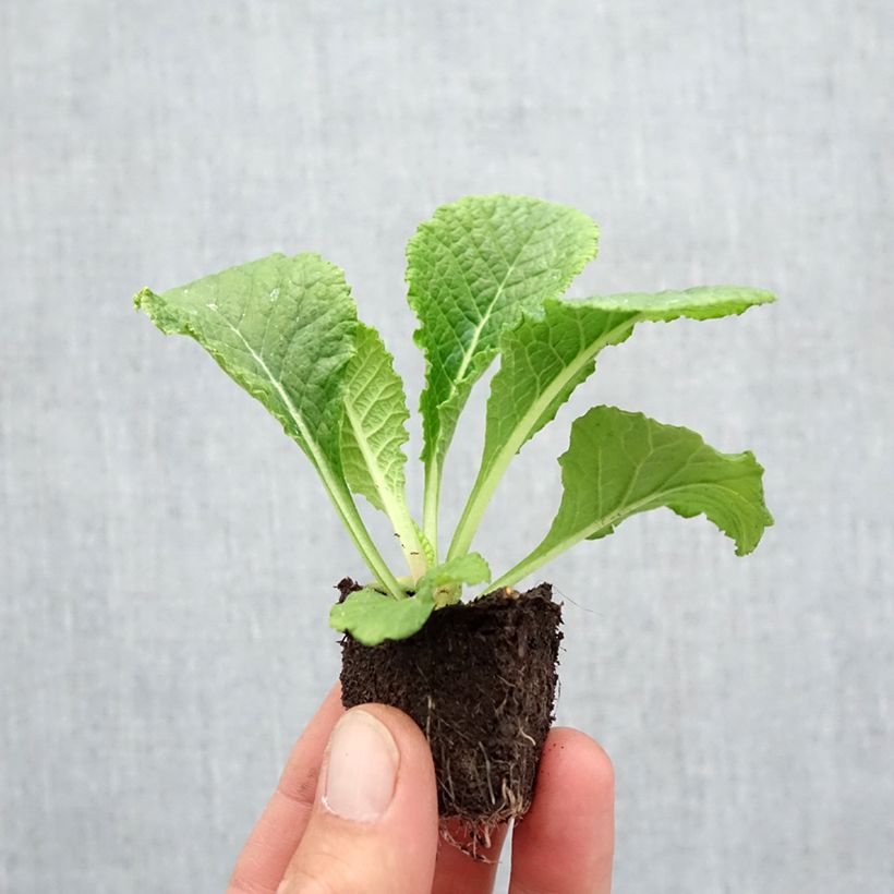 Exemplar von Primula Provence Mix - Kissenprimel Jardi-Plug: Wurzelballen 3,8 cm x 3,2 cm in Anzuchtplatte à 15 Stück. wie im Herbst geliefert