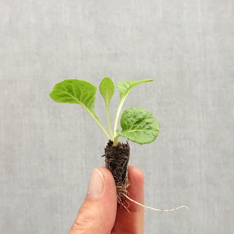 Exemplar von Primula Rosebud F1 Red Shades - Kissenprimel Mini-Plug Ø 1,5/2,5 cm wie im Herbst geliefert