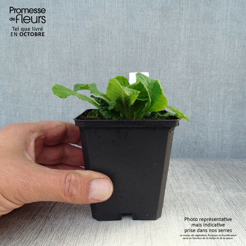 Exemplar von Primula Sweetie - Kissenprimel Kleine Töpfe von 8/9 cm wie im Herbst geliefert