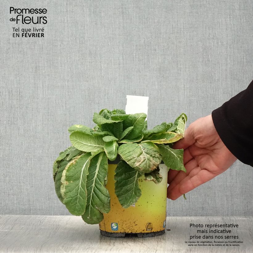 Exemplar von Gelbe Stängellose Schlüsselblume - Primula vulgaris Topf mit 2L/3L wie im Winter geliefert