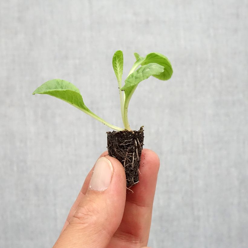 Exemplar von Primula Everlast F1 - Kissenprimel Mini-Plug Ø 1,5/2,5 cm wie im Herbst geliefert