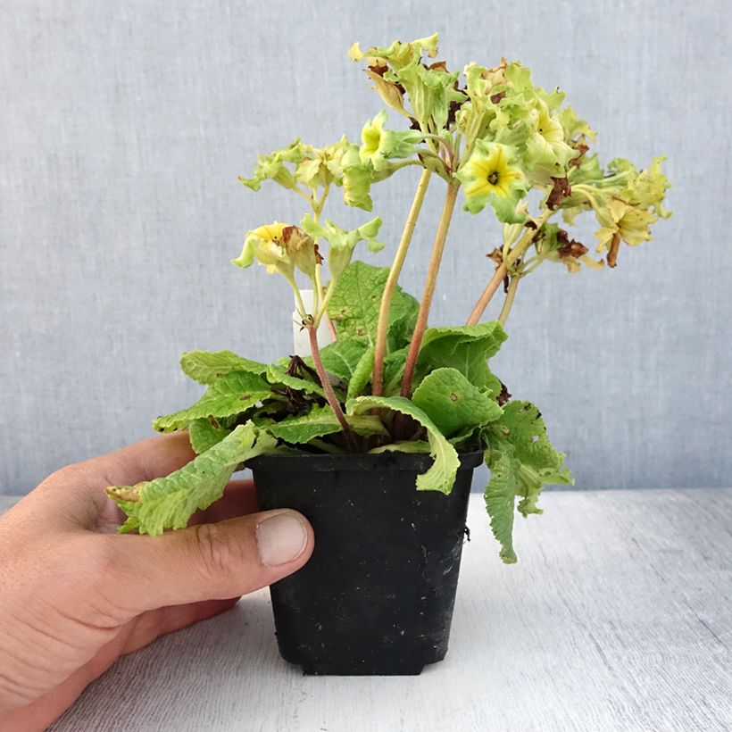 Exemplar von Primula Francesca - Kissenprimel Kleine Töpfe von 8/9 cm wie im Sommer geliefert