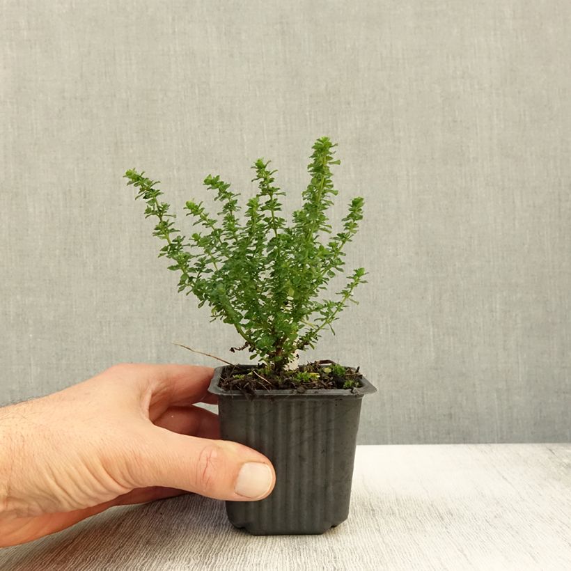 Exemplar von Prostanthera cuneata - Minzbusch Kleine Töpfe von 8/9 cm wie im Herbst geliefert