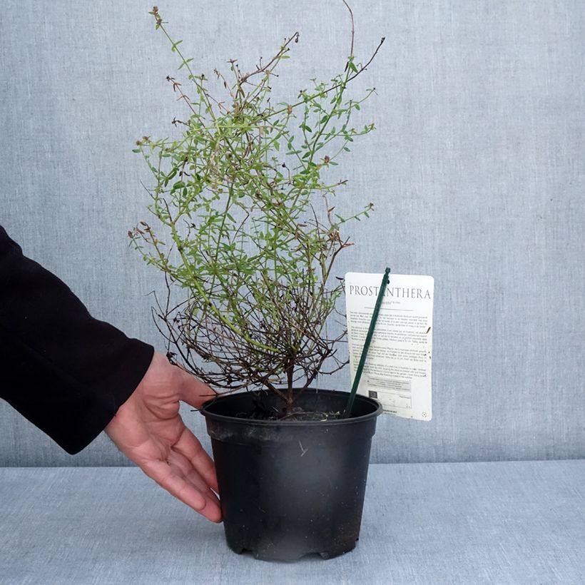 Exemplar von Prostanthera rotundifolia Rosetta - Minzbusch Topf mit 2L/3LGelieferte Höhe ca. 25/30cm wie im Frühjahr geliefert