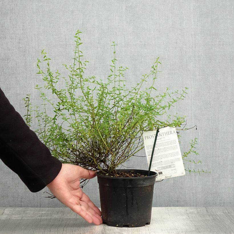 Exemplar von Prostanthera rotundifolia Rosetta - Minzbusch Topf mit 2L/3L wie im Herbst geliefert