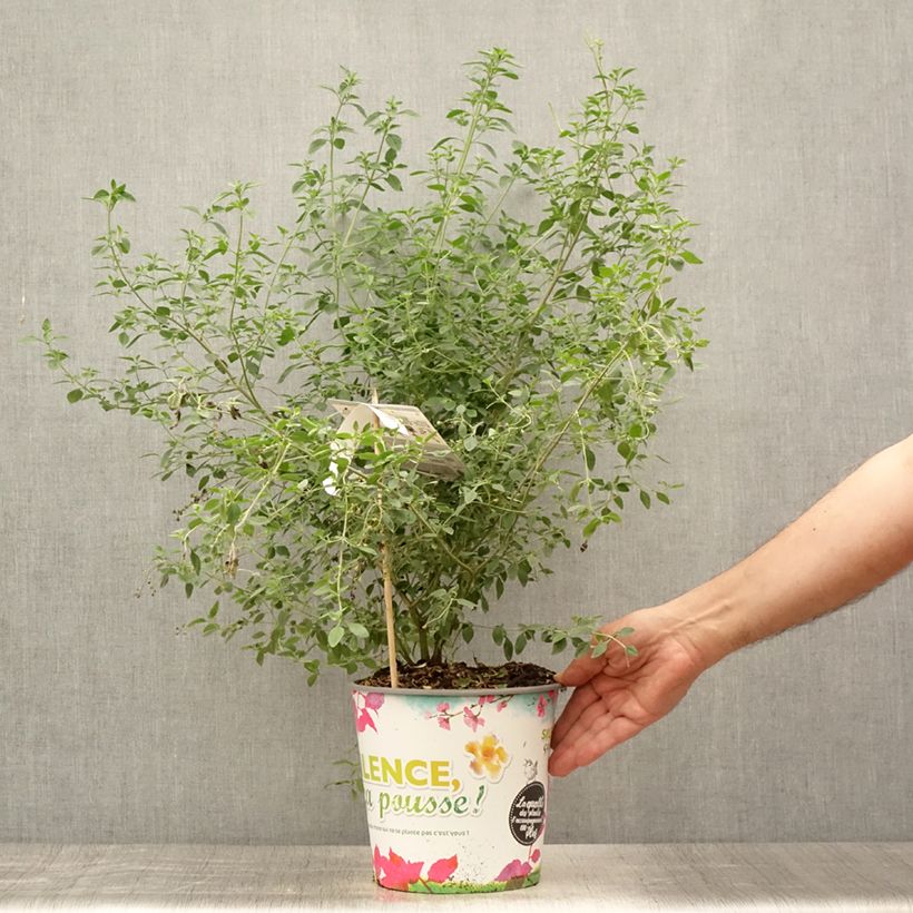 Exemplar von Prostanthera rotundifolia - Minzbusch Topf mit 4L/5L wie im Sommer geliefert