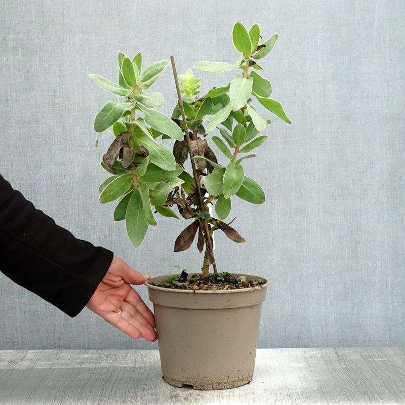 Exemplar von Protea eximia Topf mit 3L/4L wie im Herbst geliefert