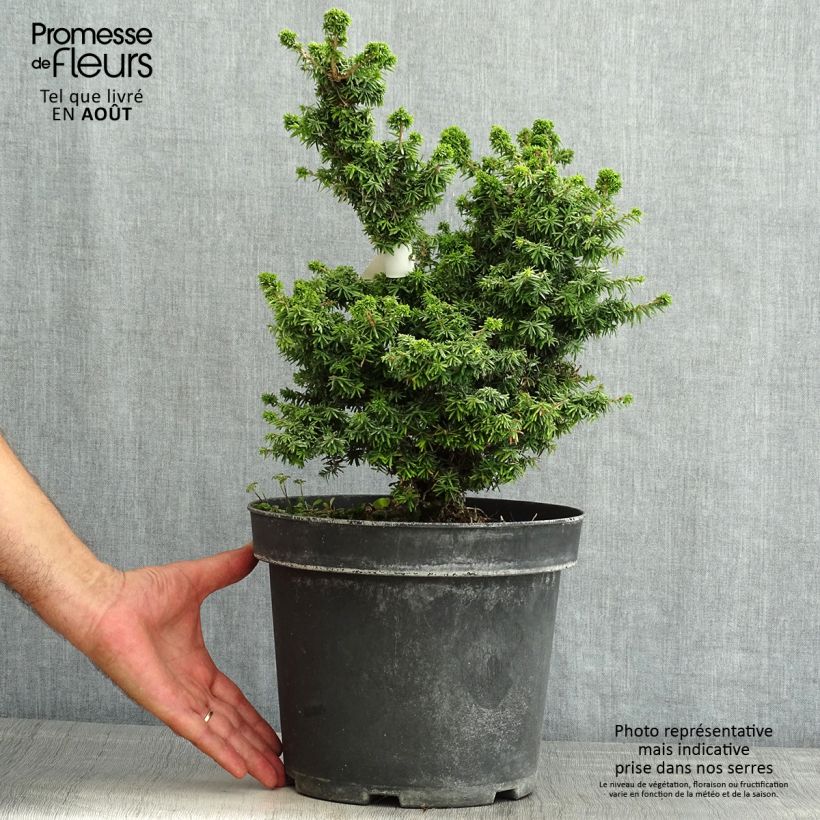 Exemplar von Tsuga canadensis Jervis - Hemlockstanne Topf mit 7,5L/10L wie im Sommer geliefert