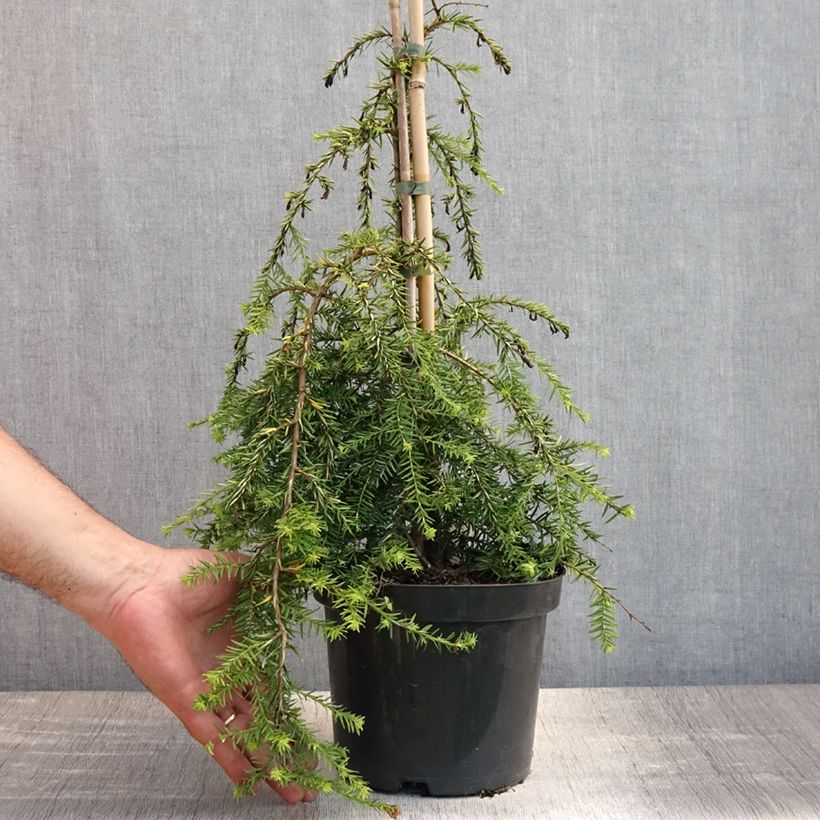 Exemplar von Tsuga canadensis Pendula - Hemlockstanne Topf mit 2L/3L wie im Sommer geliefert