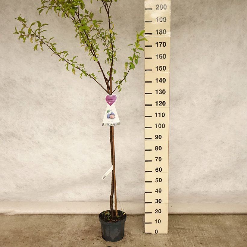 Exemplar von Pflaume Hauszwetsche - Prunus domestica Topf mit 7,5L/10L, Halbstamm wie im Sommer geliefert