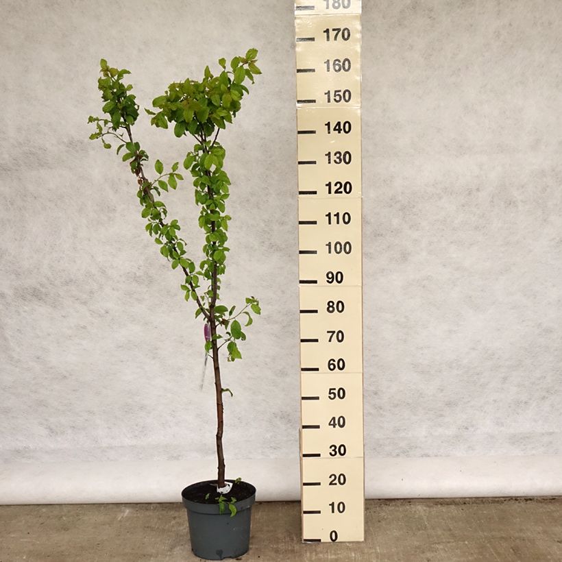 Exemplar von Pflaume Hauszwetsche - Prunus domestica Topf mit 7,5L/10L, Gobelet-Form wie im Frühjahr geliefert