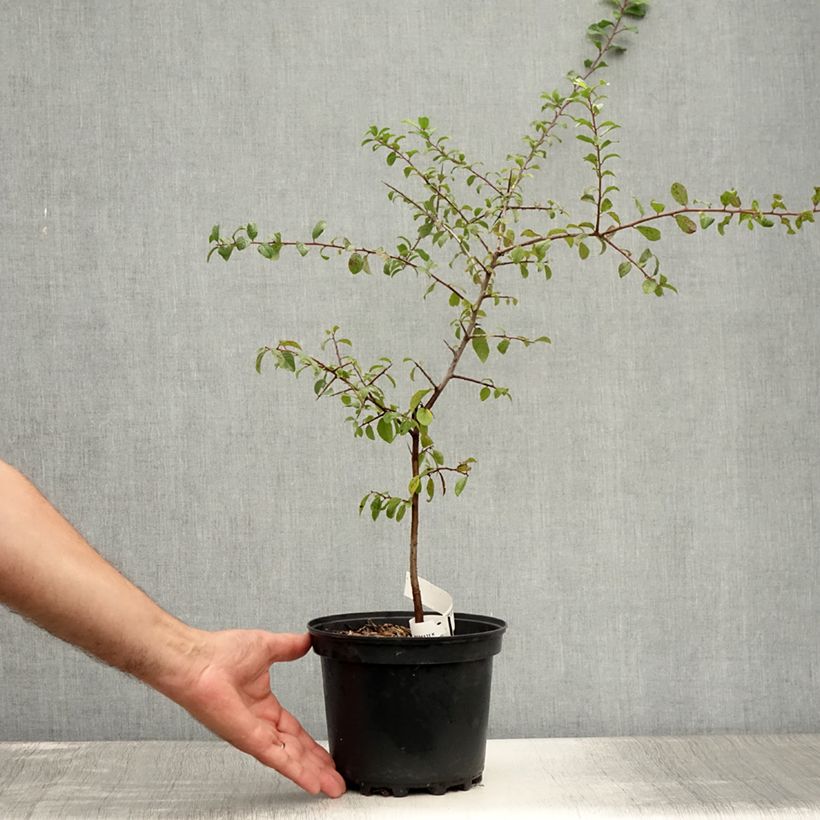 Exemplar von Schlehe - Prunus spinosa Topf mit 3L/4L wie im Sommer geliefert