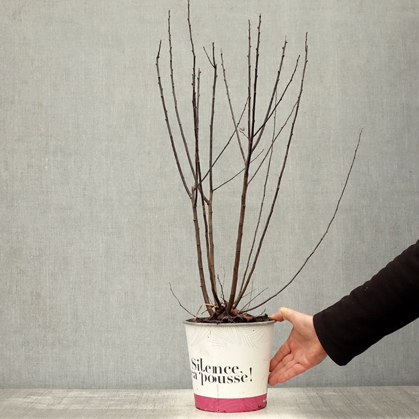 Exemplar von Kirsch-Pflaume Nigra - Prunus cerasifera Topf mit 3L/4L wie im Herbst geliefert
