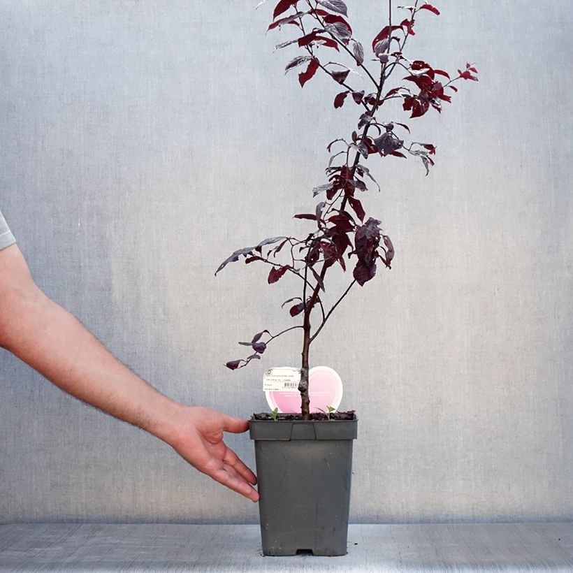 Exemplar von Kirsch-Pflaume Nigra - Prunus cerasifera Topf mit 4L/5L wie im Sommer geliefert