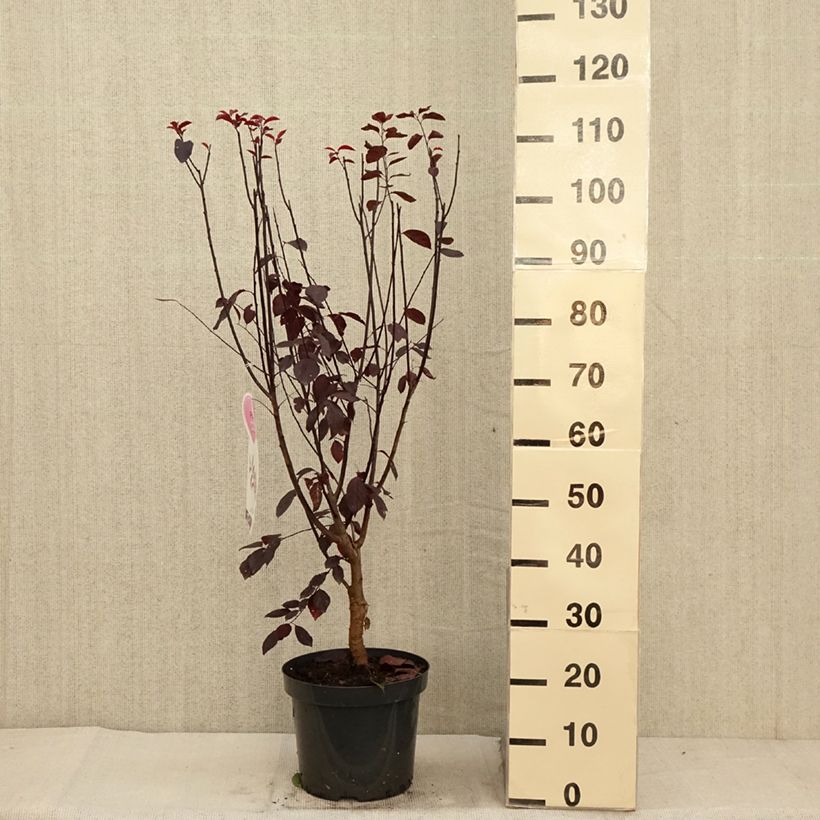 Exemplar von Kirsch-Pflaume Nigra - Prunus cerasifera Topf mit 7,5L/10L wie im Herbst geliefert