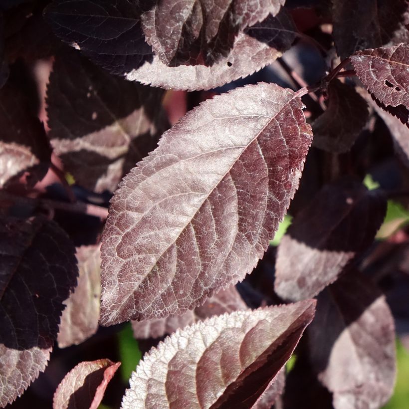 Kirsch-Pflaume Hollywood - Prunus cerasifera (Laub)
