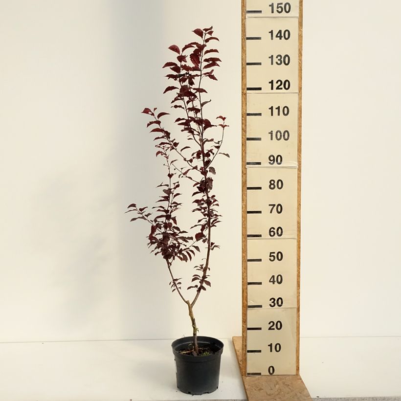 Exemplar von Kirsch-Pflaume Hollywood - Prunus cerasifera Topf mit 4L/5L wie im Sommer geliefert