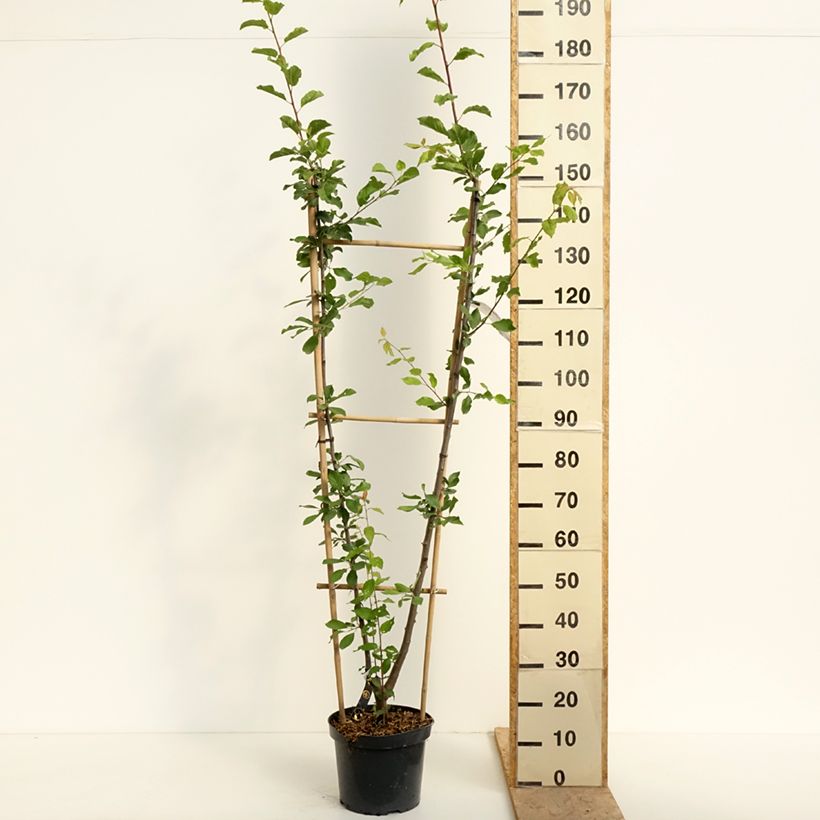 Exemplar von Pflaume Opal, Victoria - Prunus domestica Topf mit 7,5L/10L, Spalierobst einfach U-Form wie im Frühjahr geliefert