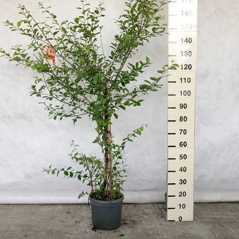 Exemplar von Mirabellenbaum Mirabelle de Nancy - Prunus Topf mit 7,5L/10L, Gobelet-Form wie im Sommer geliefert
