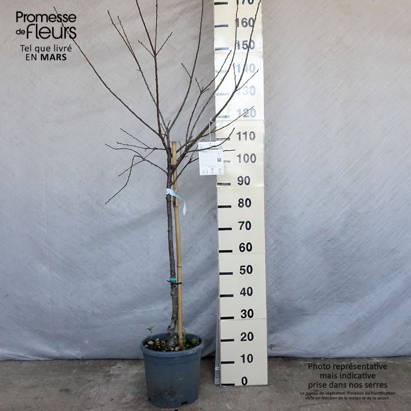Exemplar von Mirabellenbaum Mirabelle de Nancy - Prunus Topf mit 7,5L/10L, Gobelet-FormGelieferte Höhe ca. 125/150cm wie im Frühjahr geliefert