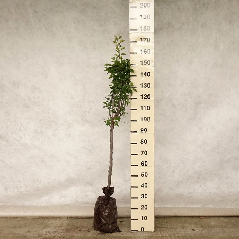 Exemplar von Pflaume Miraclaude 'Delclomi' - Prunus domestica Plug "Fertig-zum-Pflanzen", Gobelet-Form wie im Sommer geliefert