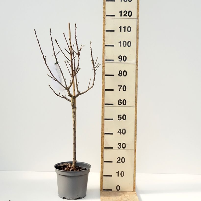 Exemplar von Pflaume nain Goldust courod - Prunus domestica Topf mit 6L/7L, ZwergformGelieferte Höhe ca. 60cm wie im Frühjahr geliefert