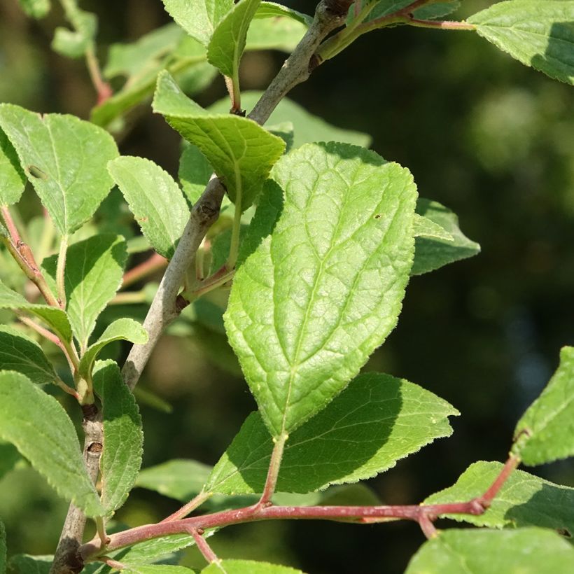 Zwetschge Quetsche Blanche de Létricourt - Prunus domestica (Laub)