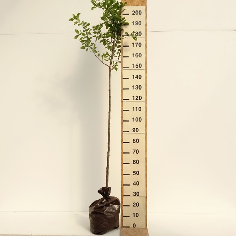 Exemplar von Zwetschge Quetsche Blanche de Létricourt - Prunus domestica Plug "Fertig-zum-Pflanzen", Halbstamm wie im Sommer geliefert