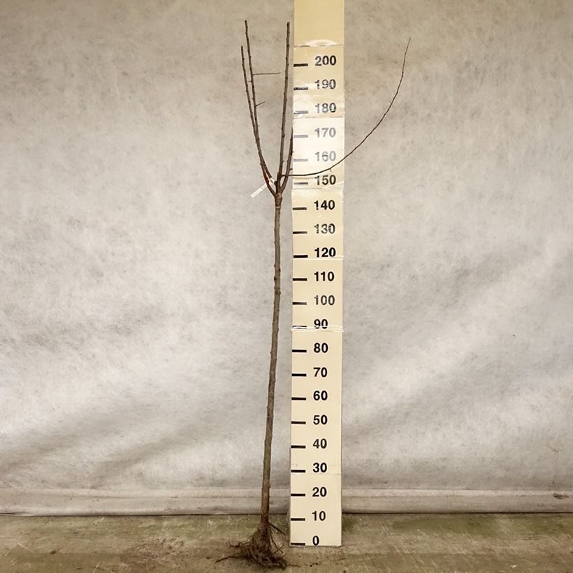 Exemplar von Zwetschge Quetsche Blanche de Létricourt - Prunus domestica Wurzelnackt, Halbstamm wie im Herbst geliefert
