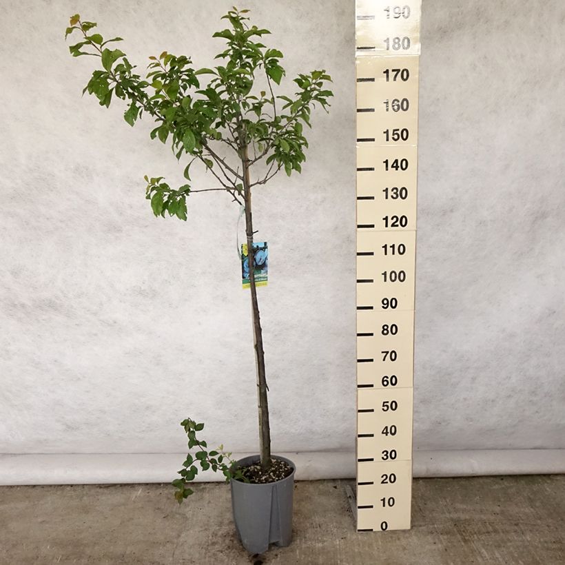 Exemplar von Zwetschge Quetsche d'Alsace - Prunus domestica Topf mit 7,5L/10L, HalbstammGelieferte Höhe ca. 150/175cm wie im Sommer geliefert
