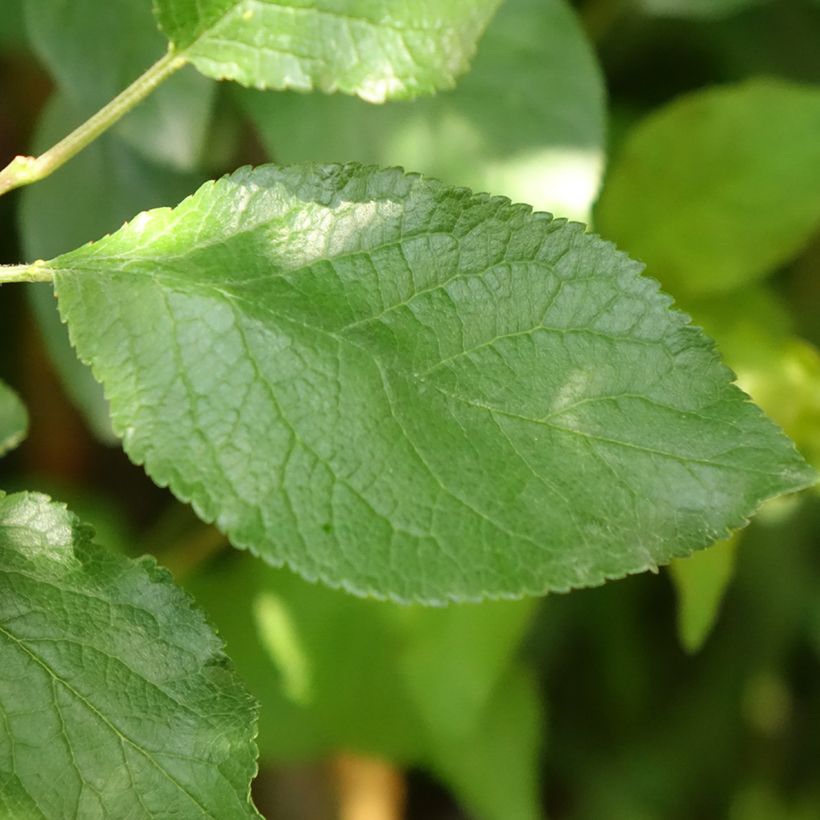 Zwetschge Stanley - Prunus domestica (Laub)