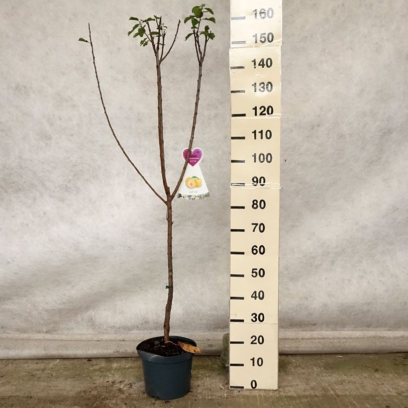 Exemplar von Pflaume Oullins Reneklode - Prunus domestica Topf mit 7,5L/10L, Gobelet-Form wie im Herbst geliefert