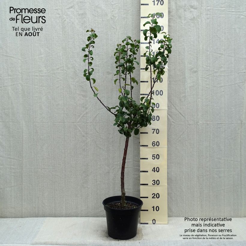 Exemplar von Pflaume Juillet Reneklode - Prunus x domestica Topf mit 7,5L/10L, Gobelet-FormGelieferte Höhe ca. 140/160cm wie im Sommer geliefert
