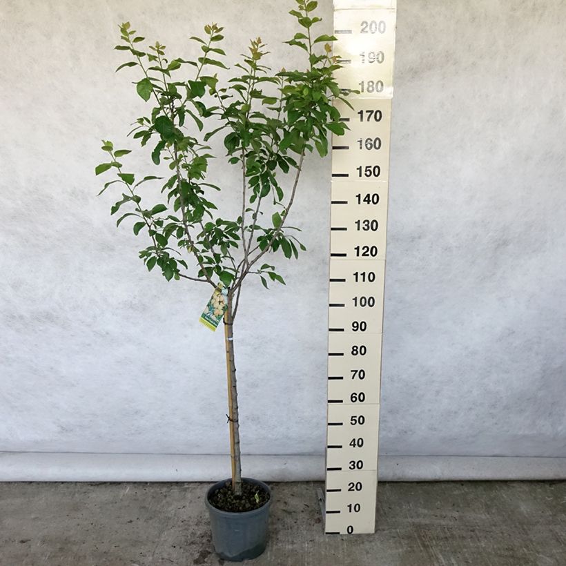 Exemplar von Pflaume Dorée ou verte Reneklode - Prunus domestica Topf mit 7,5L/10L, Gobelet-Form wie im Sommer geliefert