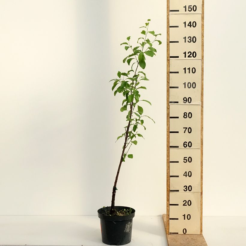 Exemplar von Pflaume Violette Reneklode - Prunus domestica Topf mit 7,5L/10L, Heister wie im Frühjahr geliefert