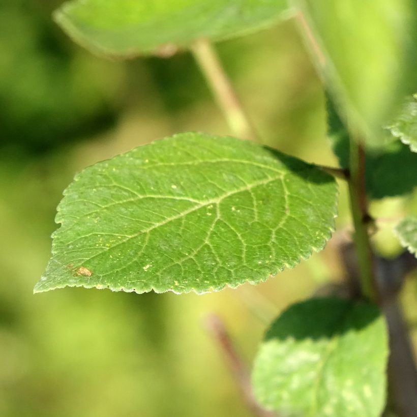 Pflaume Reinegold - Prunus domestica (Laub)
