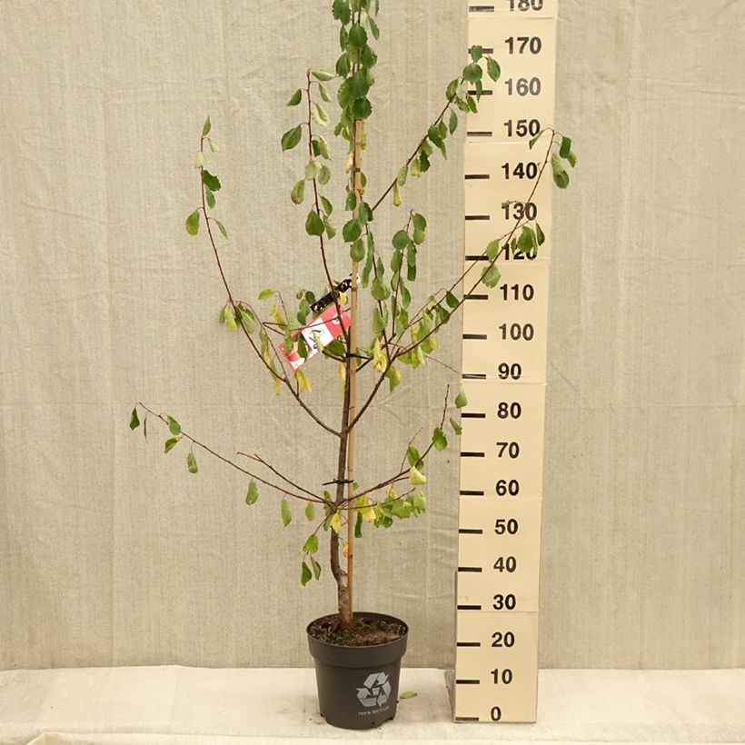 Exemplar von Zwetschge Tipala - Prunus domestica Topf mit 7,5L/10L, Gobelet-Form wie im Herbst geliefert