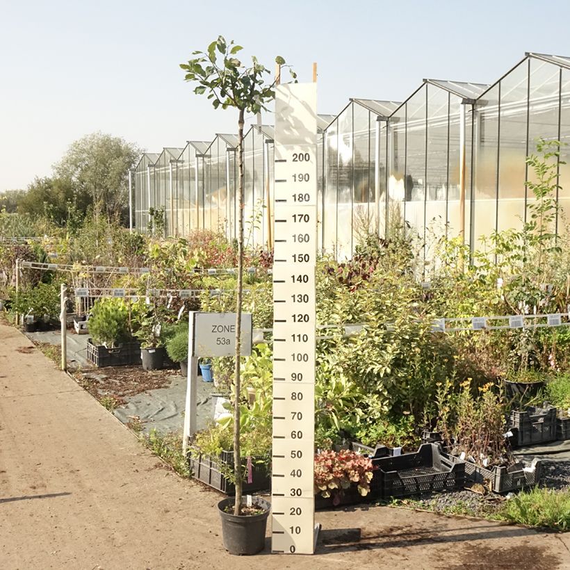 Exemplar von Pflaume Wignon - Prunus domestica Topf mit 7,5L/10L, HochstammGelieferte Höhe ca. 175/+cm wie im Sommer geliefert