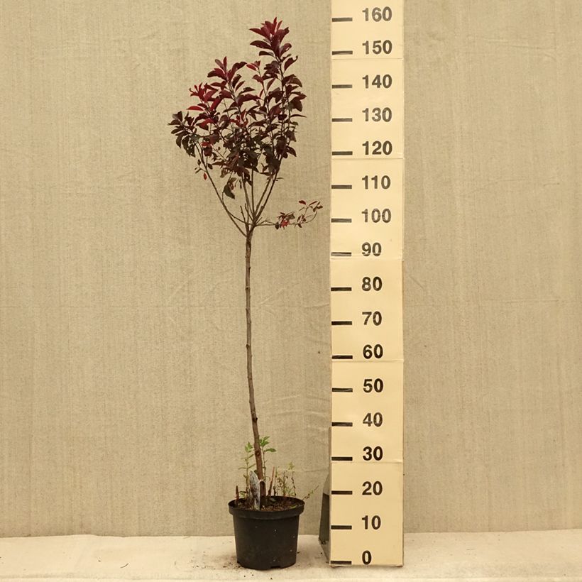 Exemplar von Zwerg-Blutpflaume - Prunus cistena Topf mit 4L/5L wie im Sommer geliefert