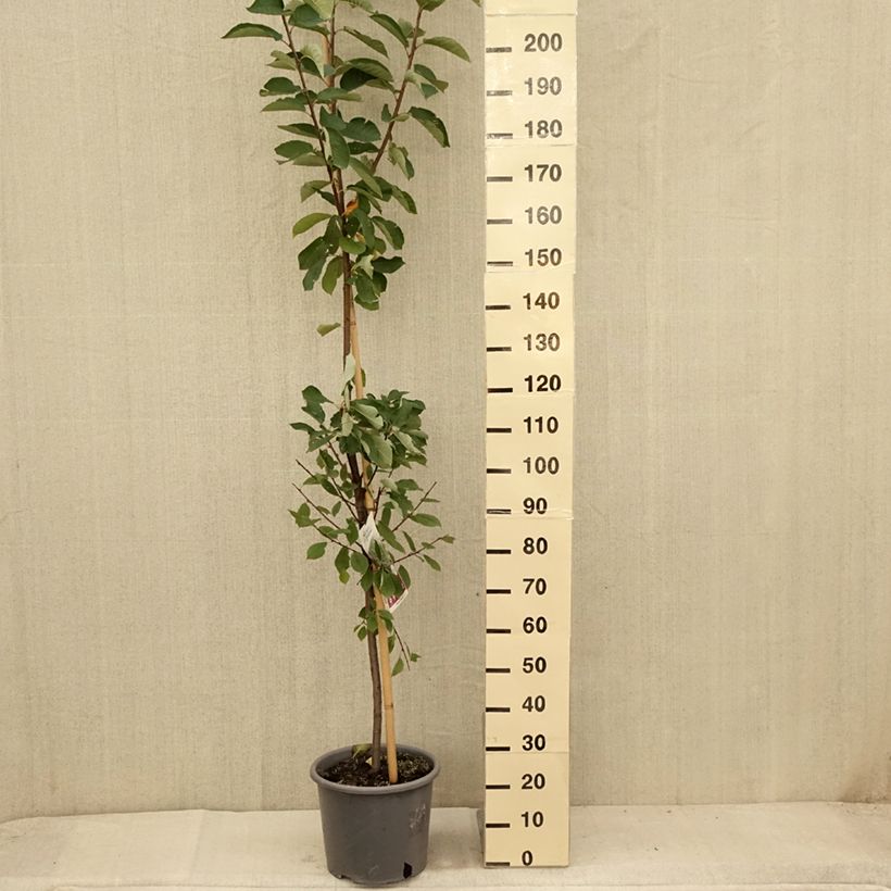 Exemplar von Gewöhnliche Trauben-Kirsche Le Thoureil - Prunus padus Topf mit 12L/15LGelieferte Höhe ca. 150/200cm wie im Sommer geliefert