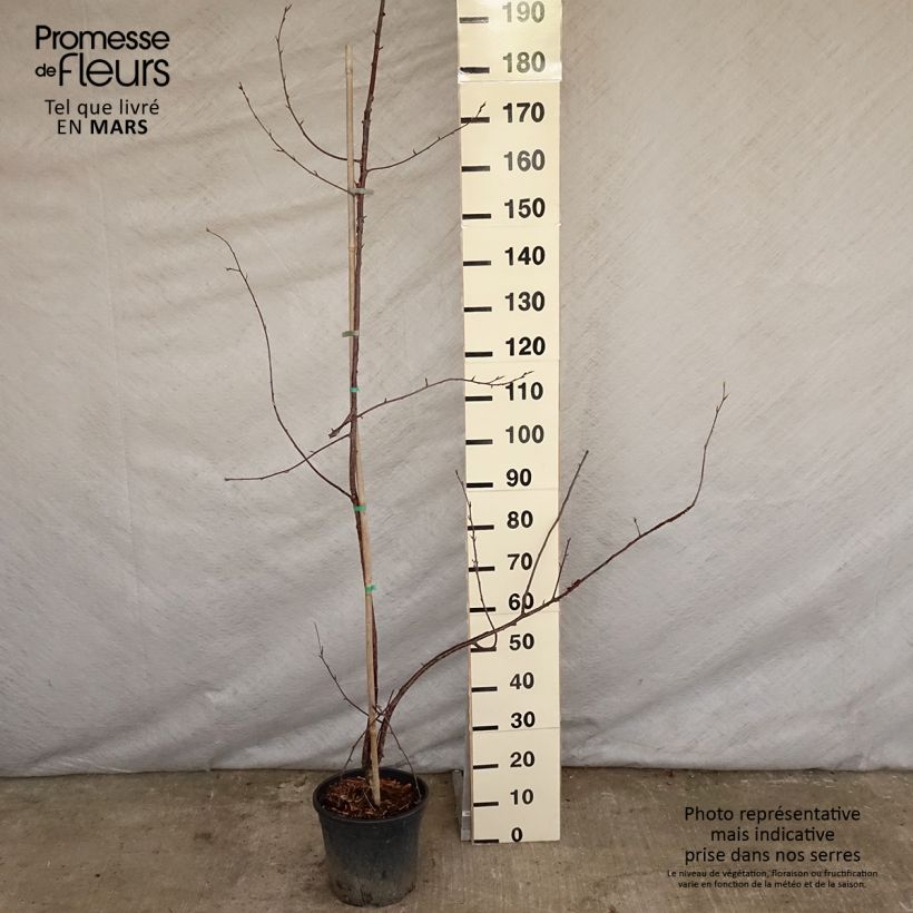 Exemplar von Mahagoni-Kirsche Amber Scots - Prunus serrula Topf mit 7,5L/10LGelieferte Höhe ca. 225/250cm wie im Frühjahr geliefert