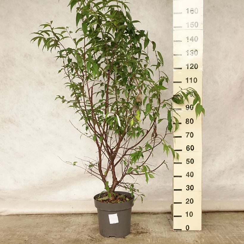 Exemplar von Mahagoni-Kirsche - Prunus serrula Topf mit 12L/15L wie im Sommer geliefert