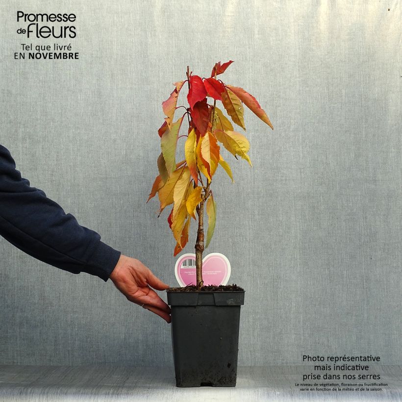 Exemplar von Zierkirsche Amanogawa - Prunus serrulata Topf mit 4L/5L wie im Herbst geliefert