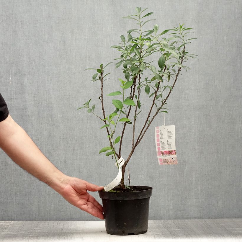 Exemplar von Zwergmandel Fire Hill - Prunus tenella Topf mit 3L/4L wie im Sommer geliefert