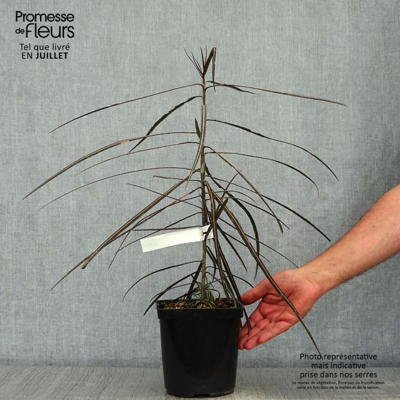 Exemplar von Pseudopanax crassifolium Topf mit 2L/3L wie im Sommer geliefert