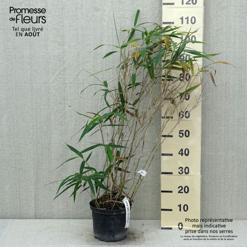 Exemplar von Pseudosasa japonica Tsutsumiana - Breitblattbambus Topf mit 4L/5L wie im Sommer geliefert